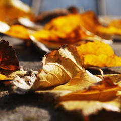 网络手机号呼叫软件免费版